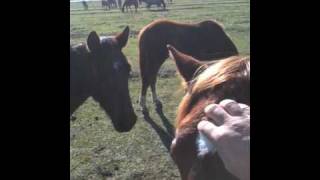 Sacking Out Horse Ears Desensitizing Young Horses Pressure Release Rick Gore Horsemanship [upl. by Jaenicke398]