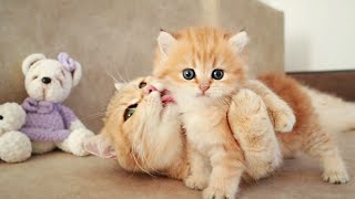 Mom Cat playing and talking to her Cute Meowing baby Kittens [upl. by Shere]