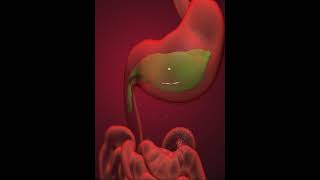 Digestive system Duodenum 3D Animation [upl. by Seleta]