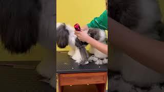 LHASA APSO PUPPY FULL GROOMING 🙉🥹🐶 puppy lhasaapso care pets [upl. by Sidman]