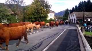 Transhumance cow herders in the Ballon DAlsace France [upl. by Hirza]