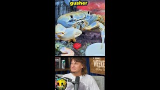 Ever see a crab eat a gusher ft Theo Von amp Jessie Murph shorts comedian [upl. by Yrotciv]