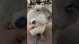 capybara animals edit cute funny animal [upl. by Daisie]