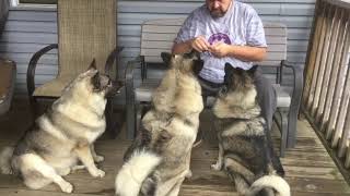 Norwegian Elkhound Basic Manners [upl. by Atela]