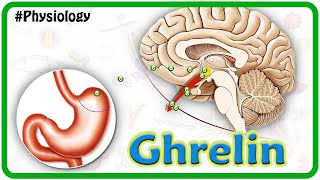 Physiology of Ghrelin Animation USMLE Step 1 [upl. by Adnawed233]