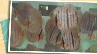 Discus  Heckel june 18  2010 [upl. by Ozan]