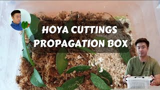 Hoya propagation box update 5month [upl. by Ericha]