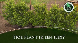 Hoe plant ik een Ilex crenata [upl. by Radloff880]