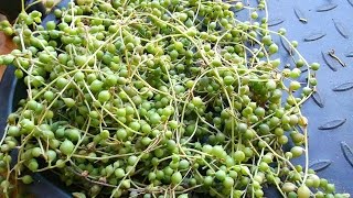 How to re start a String Of Pearls Plant  Senecio rowleyanus [upl. by Einahpetse784]