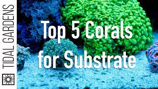 Top 5 Corals for the Substrate [upl. by Llenyt]