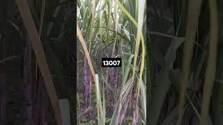 13007 sugarcane variety agriculture farming sugarcanecrop sugarcanefarming [upl. by Konstance]