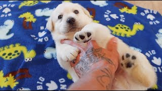 Puppies First Belly Rubs EVER [upl. by Ayeka960]