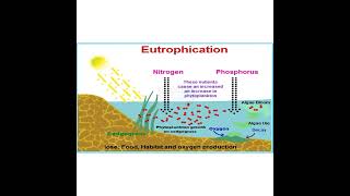 EUTROPHICATION concept 8 EXPLAINED [upl. by Hortensia648]