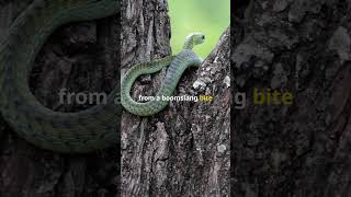 The Deadly Boomslang wildlife shorts [upl. by Betti817]