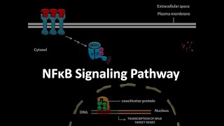 NFkB signaling pathway [upl. by Dom154]