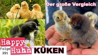 Das große KÜKENSPEZIAL mit 20 verschiedenen Hühnerrassen im Vergleich zu den Küken HAPPY HUHN E291 [upl. by Arnelle]