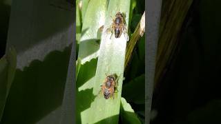 Sexual dimorphism in Eristalis hoverflies [upl. by Norved]