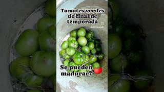 Cómo madurar TOMATES verdes 🍅🍅🍅  Se pueden madurar los tomates verdes [upl. by Patrizia592]