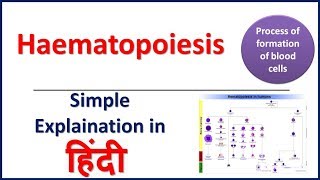 Haematopoiesis Simple Explaination in Hindi by Bhushan Science [upl. by Elleved]