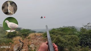 Grey partridgeDove and wild rabbit hunting with shotgun in pakistan  Hunter with weapons [upl. by Enela92]