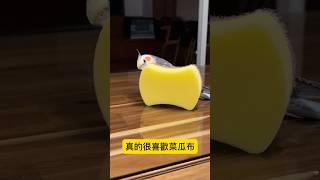 菜瓜布的魔力🤣 parrot 太平洋鸚鵡阿飽 玄鳳鸚鵡 [upl. by Eatnoed]