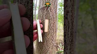 big tree grafting grafting tricks tree shortsfeed amazing [upl. by Simpkins]