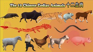 12 Chinese Zodiac Animals十二生肖 [upl. by Niltyak36]