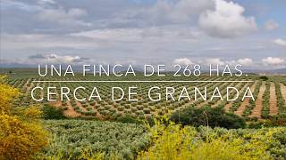 Una estupenda finca de 268 has cerca de Granada con olivar choperas y tierra calma para cultivos [upl. by Gerdeen]