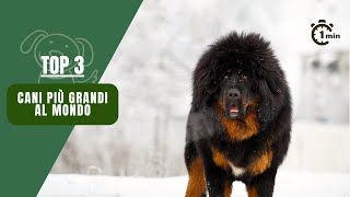 Top 3 delle Razze di Cani Più Grandi [upl. by Atteinotna]