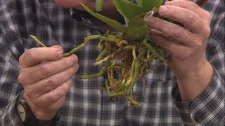 Repotting Grocery Store Orchids [upl. by Butler]