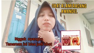 OBAT ALAMI RADANG TENGGOROKAN  AMANDEL [upl. by Ailgna]