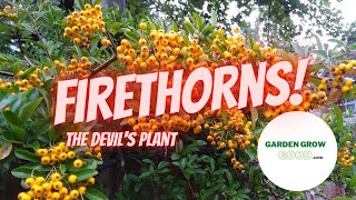 How to Propagate Pyracantha Firethorn – With Results [upl. by Derreg510]