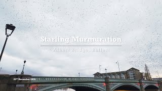 Starling Murmuration [upl. by Akimert]