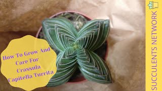 How To Grow And Care For Crassula Capitella Turrita [upl. by Ann-Marie]