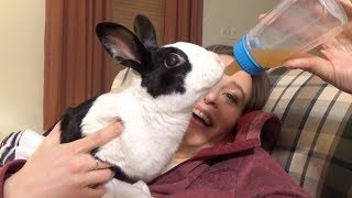 Rabbit drinking from baby bottle ASMR [upl. by Dutch]