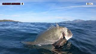 SPEARFISHING agachon dans moins de 10M deau octobre 2023 sigalsub BY Corsica [upl. by Lewan]