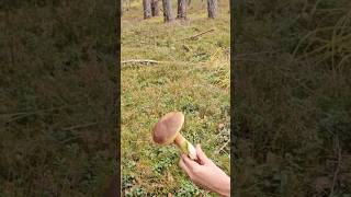 Porcini mushroom mushroomsmushroomhunting nature boletus wildmushrooms boletusedulis [upl. by Wesla763]