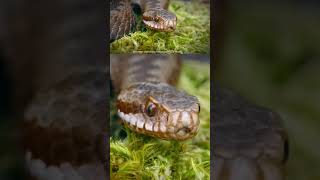 Sabias esto sobre la piel de las serpientes 🤯 piel serpiente mudar curiosidades animales [upl. by Seabrooke]