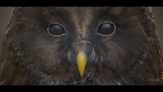 Ural owl  Strix uralensis  Kozača [upl. by Dibb276]