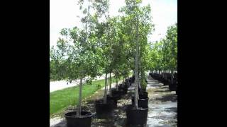 Florida Tree Farms  Dahoon holly trees 7862552832  WE DELIVER [upl. by Tildy]