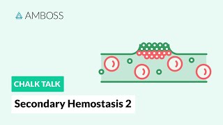 Secondary Hemostasis  Part 2 CellBased Model of Coagulation [upl. by Atnamas]