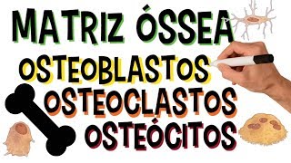 ✅ MATRIZ ÓSSEA  OSTEOBLASTOS OSTEOCLASTOS E OSTEÓCITOS  ORGÂNICOS E INORGÂNICOS [upl. by Mackay872]