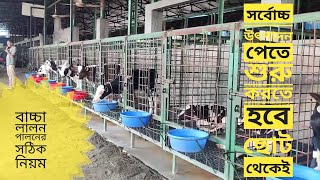 বাছুর যেভাবে পালনে থাকবে কৃমি ও রোগমুক্ত।।Standard Calf Rearing System।।ACICalfacibullstation [upl. by Aehsa]