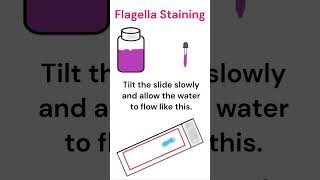 Flagella staining Difco’s method microbiology bacteria staining [upl. by Rebmetpes]