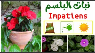 زهرة و نبات البلسم، معلومات عن نبتة البلسم Impatiens balsamina [upl. by Avik]