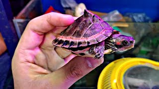 Buying Indian Tent Turtle  Baby Red Eared Slider Turtles Price  Fresh Water Turtles TurtlesSquad [upl. by Grishilde]