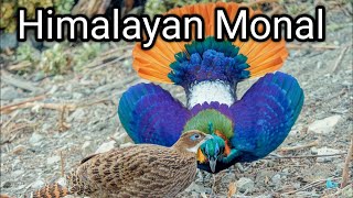 himalayan monal  himalayan monal sound [upl. by Annirak]