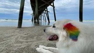 How I bathe my Great Pyrenees [upl. by Ward982]