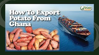 How To Become RICH From Exporting Sweet Potatoes From Ghana To Netherlands 🇳🇱 [upl. by Elleira]