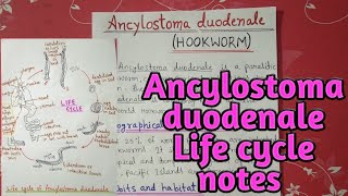 Ancylostoma duodenale life cycle  full notes explain in hindi [upl. by Olyhs]